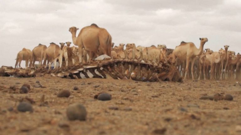 The World Food Programme warns that 20 million people in the Horn of Africa face starvation.