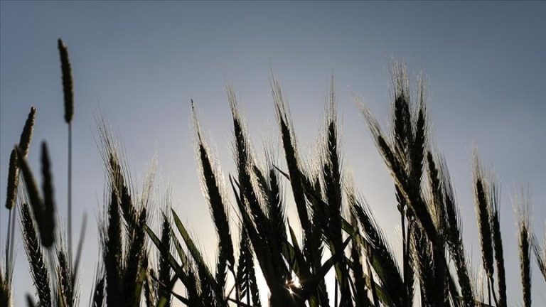 Latvia claims that seized Russian fertilizers were transferred to Kenya under the World Food Program.