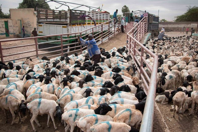 More than 1.2 million animals are exported from Somalia for Eid Al-Adha celebrations.