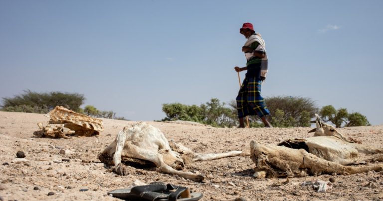 Drought kills over 7 million animals in Ethiopia, according to the UN.