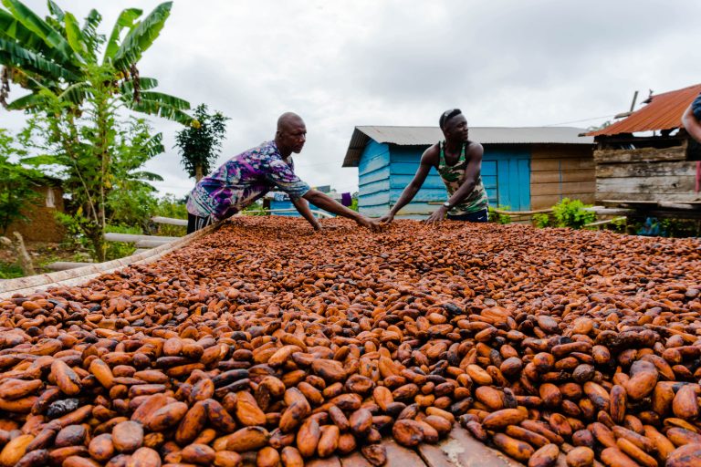 Ghana cocoa crisis