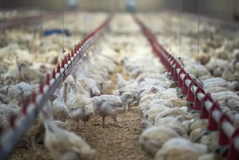 Lesotho bans poultry imports