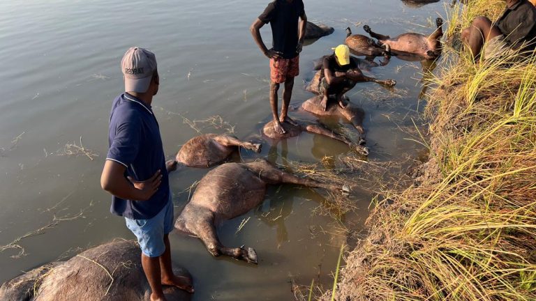 Mass Drowning of Buffaloes in Namibia: A Tragic Incident