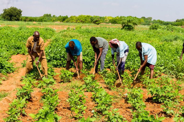 Somali Farmers Develop New Drought-Resistant Crop