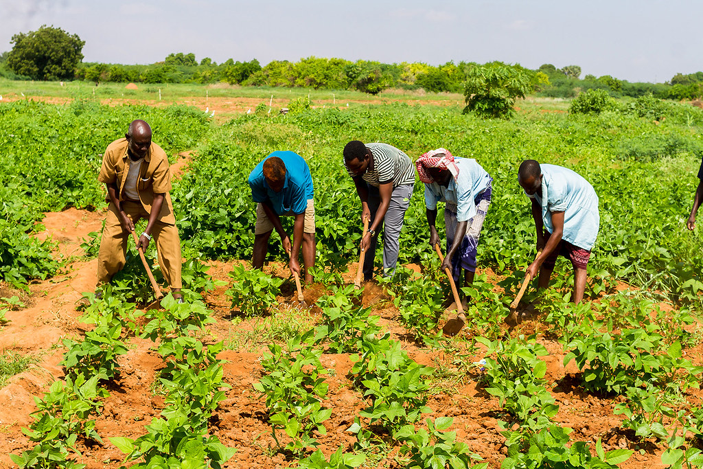 Somali Farmers Develop New Drought-Resistant Crop - Somali Magazine