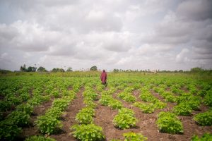 Somalia Secures $100 Million for Climate-Resilient Agriculture from Green Climate Fund