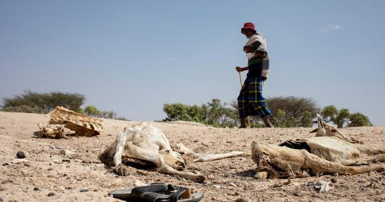 Severe Drought in Somalia Claims 71,000 Lives, Study Reveals