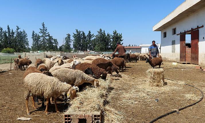 China Bans Livestock Imports from Tanzania and Somalia Amid Disease Outbreak Concerns