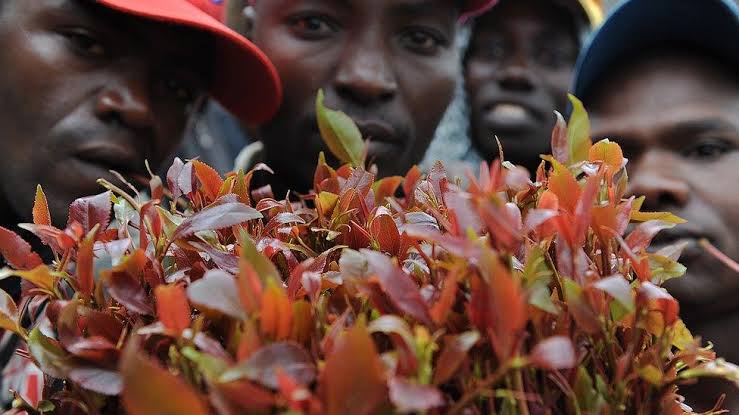 Kenyan Khat Farmers Suspend Exports to Somalia Over Pricing Dispute