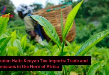 Sudan Tea Imports from Kenya Plummet Amid Regional Strife