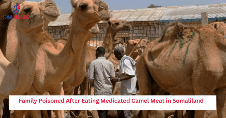 Family Poisoned After Eating Medicated Camel Meat in Somaliland