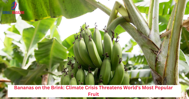 Bananas on the Brink: Climate Crisis Threatens World’s Most Popular Fruit