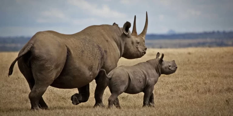 Kenya Relocates 21 Critically Endangered Black Rhinos to Ease Overcrowding and Boost Conservation