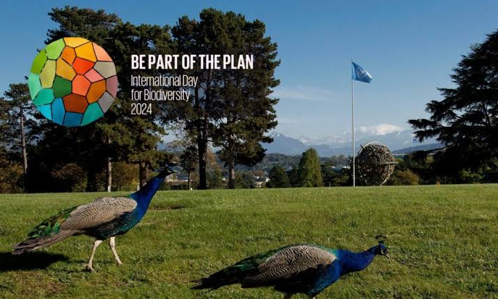 UNEP Webinar Highlights Bern Process Momentum Toward Global Environmental Synergy