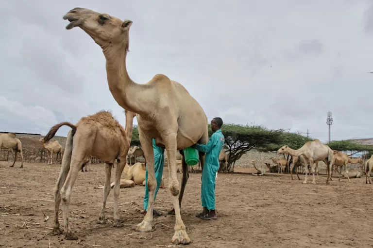 ISSUE NO. 52:From Desert to Dairy: Somali Camels Power a Milk Revolution