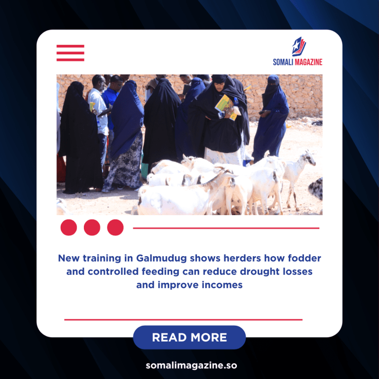 Somali Pastoralists Turn to Feedlots to Protect Livestock and Boost Exports