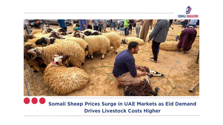 Somali Sheep Prices Surge in UAE Markets as Eid Demand Drives Livestock Costs Higher