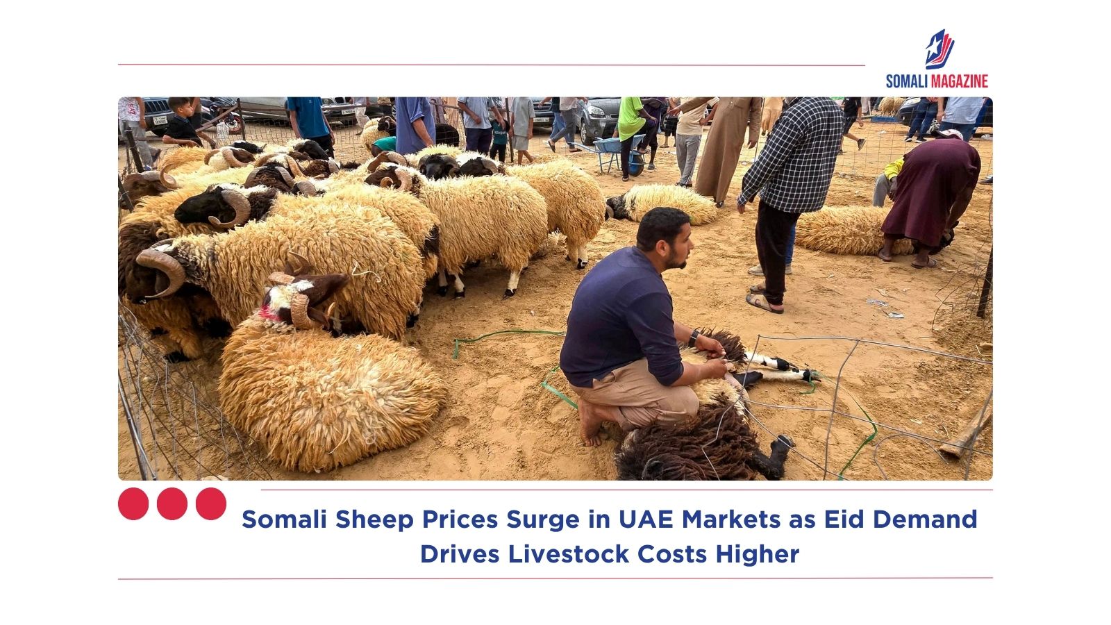 Somali Sheep Prices Surge in UAE Markets as Eid Demand Drives Livestock Costs Higher