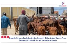 Banadir Regional Administration Imposes Strict Urban Ban on Free-Roaming Livestock Across Mogadishu Roads