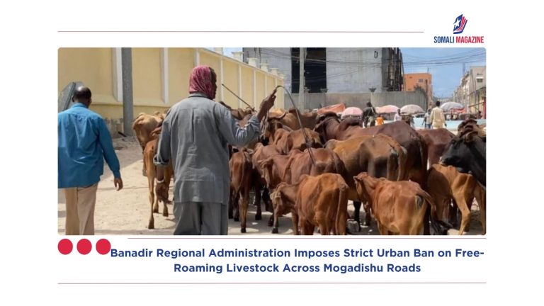 Banadir Regional Administration Imposes Strict Urban Ban on Free-Roaming Livestock Across Mogadishu Roads