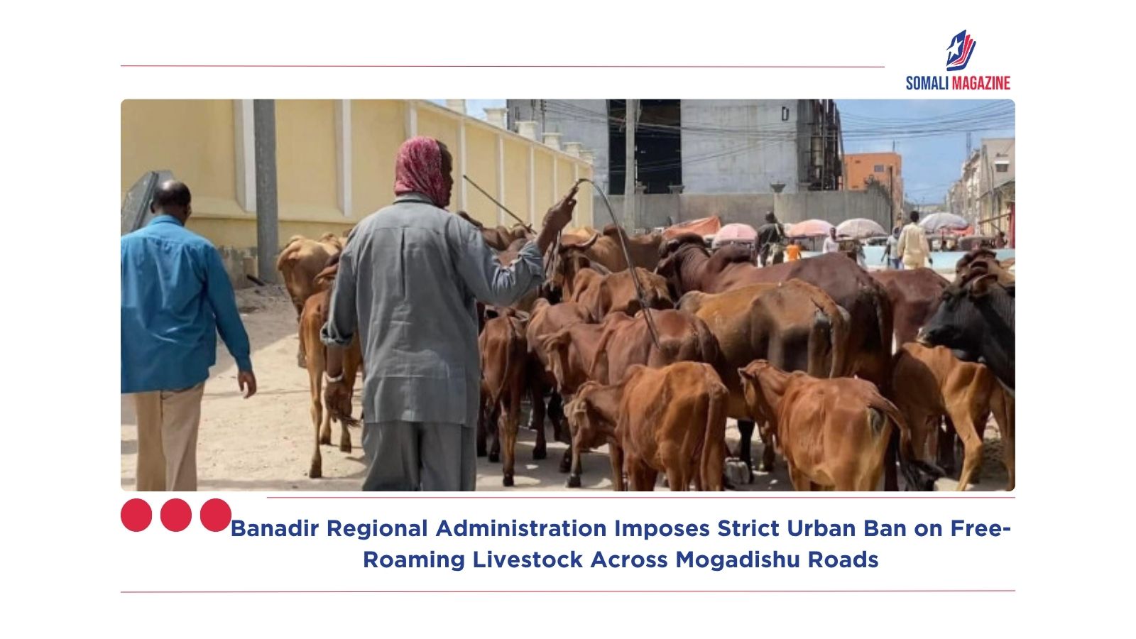 Banadir Regional Administration Imposes Strict Urban Ban on Free-Roaming Livestock Across Mogadishu Roads