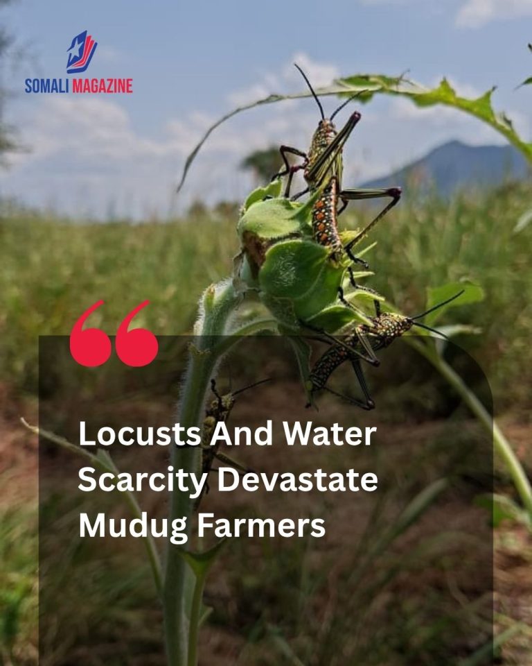 Agricultural Crisis: Double Blow of Pests and Water Scarcity Destroys Crops in Mudug Region