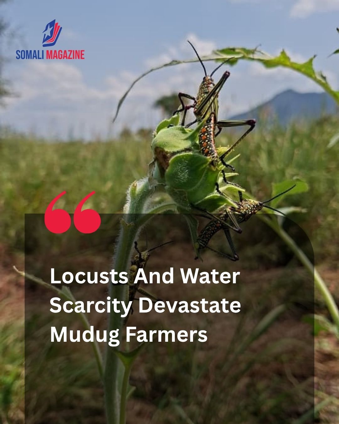 Agricultural Crisis: Double Blow of Pests and Water Scarcity Destroys Crops in Mudug Region