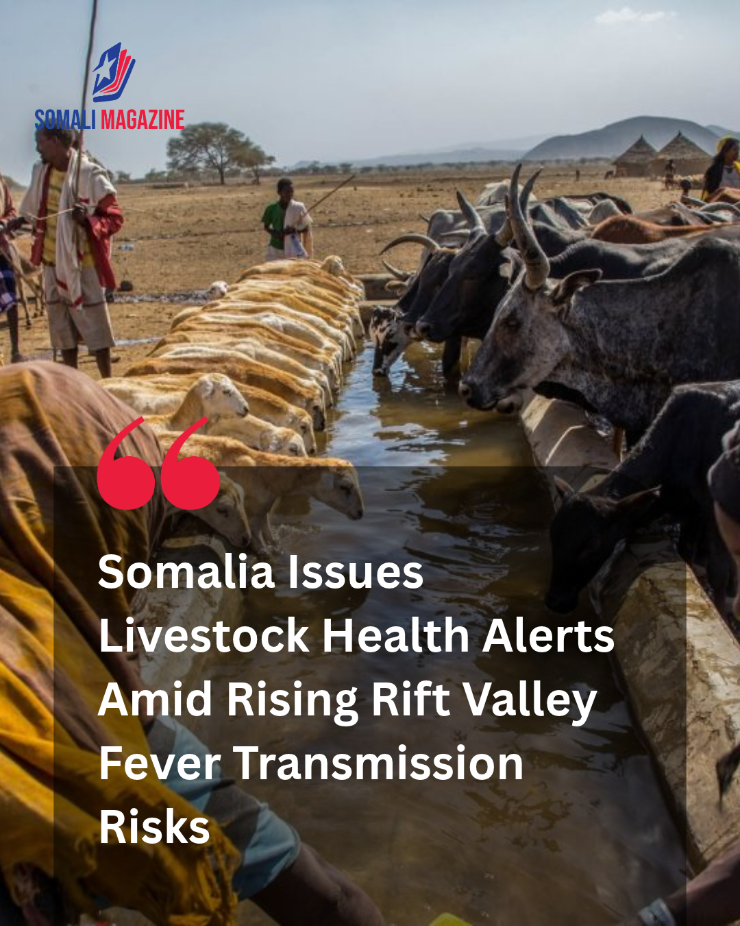 Emerging Health Alerts Highlight How Somalia Faces Rising Rift Valley Fever Risk, Threatening Livestock Livelihoods